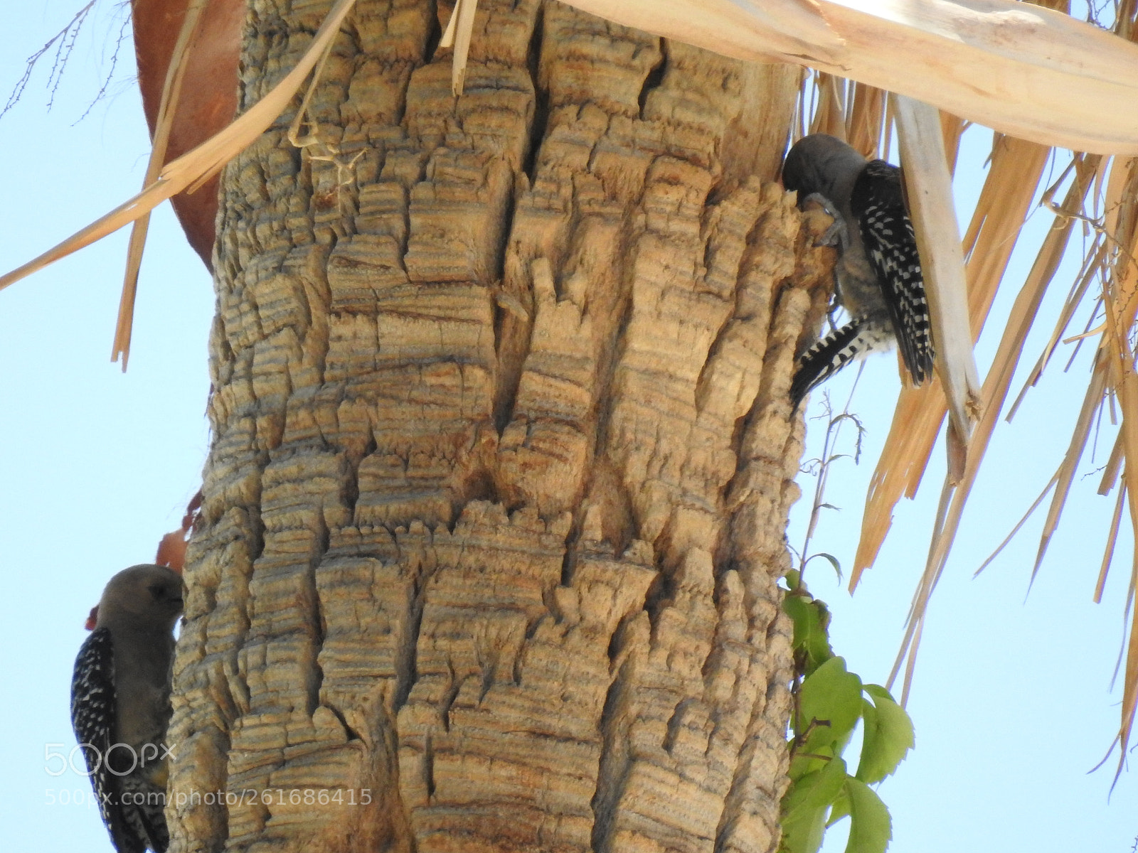 Nikon Coolpix P900 sample photo. Gila woodpecker photography