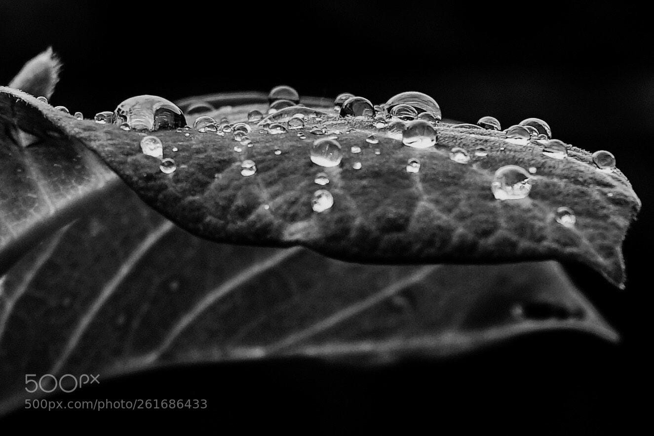 Sony a7 sample photo. Raindrops photography