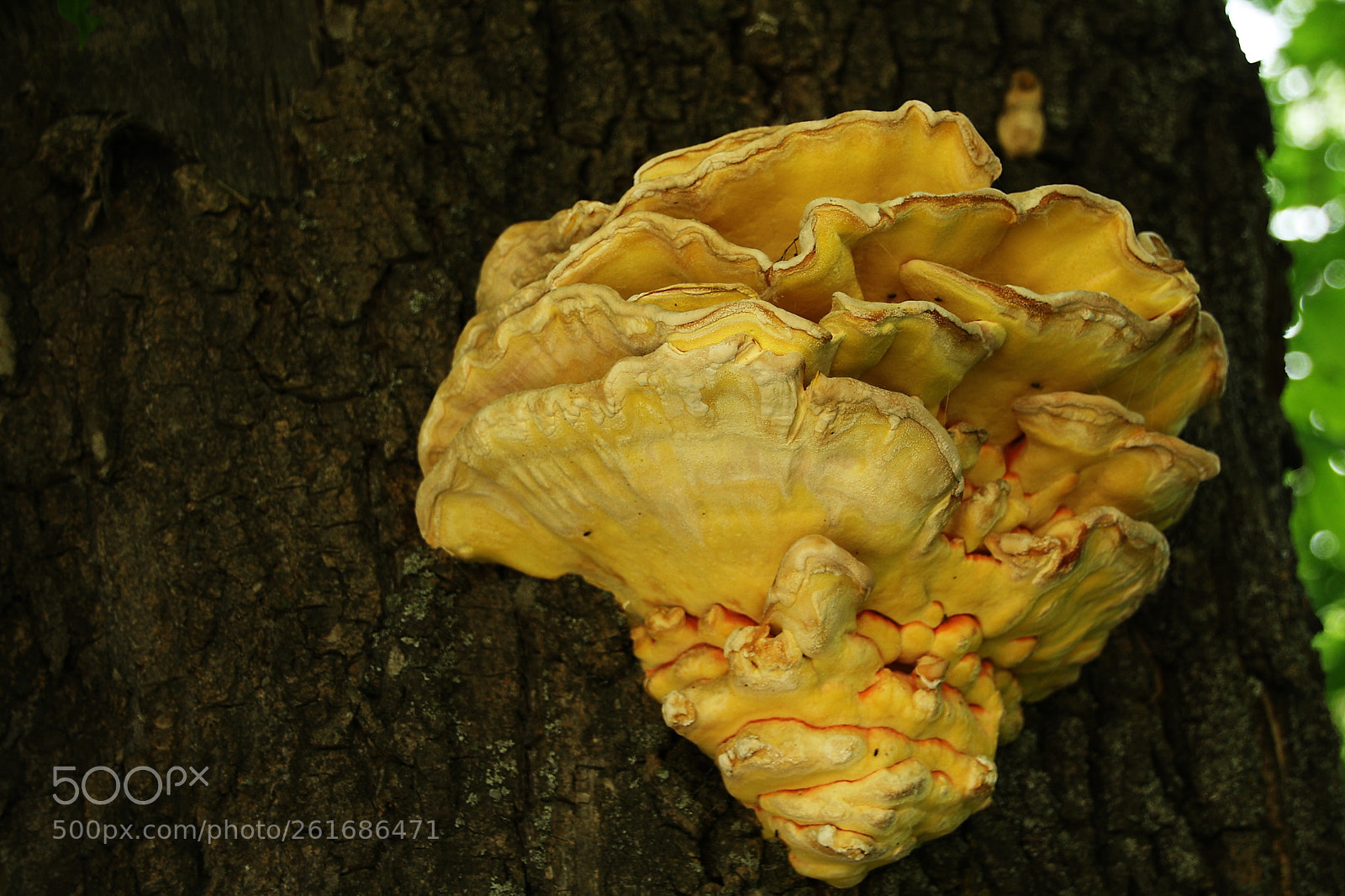Canon EOS 1000D (EOS Digital Rebel XS / EOS Kiss F) sample photo. Old laetiporus sulphureus photography
