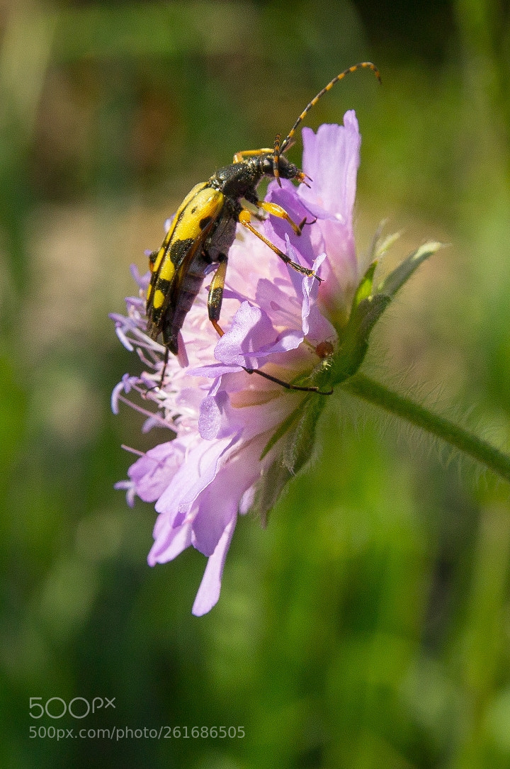 Canon EOS 1200D (EOS Rebel T5 / EOS Kiss X70 / EOS Hi) sample photo. Knautia arvensis photography