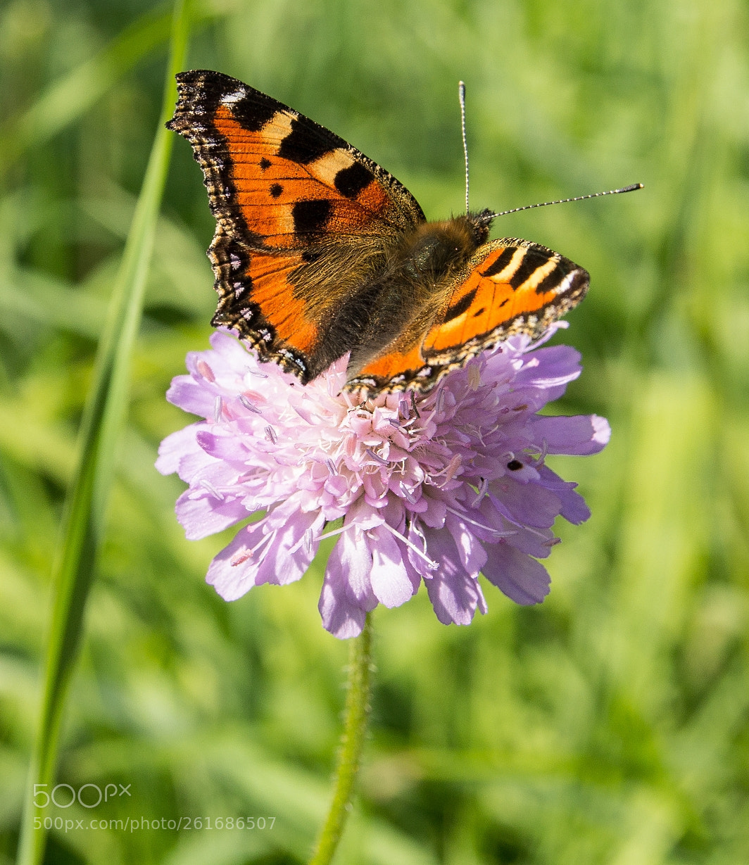 Canon EOS 1200D (EOS Rebel T5 / EOS Kiss X70 / EOS Hi) sample photo. Knautia arvensis photography