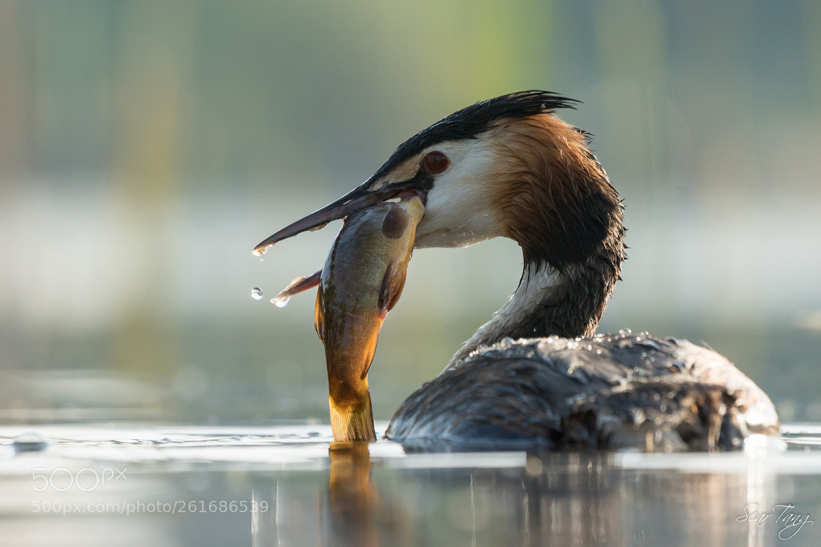 Sony ILCA-77M2 sample photo. Grebe  great crested photography