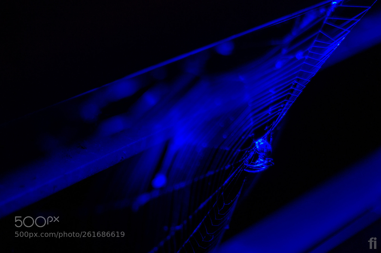 Canon EOS 600D (Rebel EOS T3i / EOS Kiss X5) sample photo. Spider on a web photography