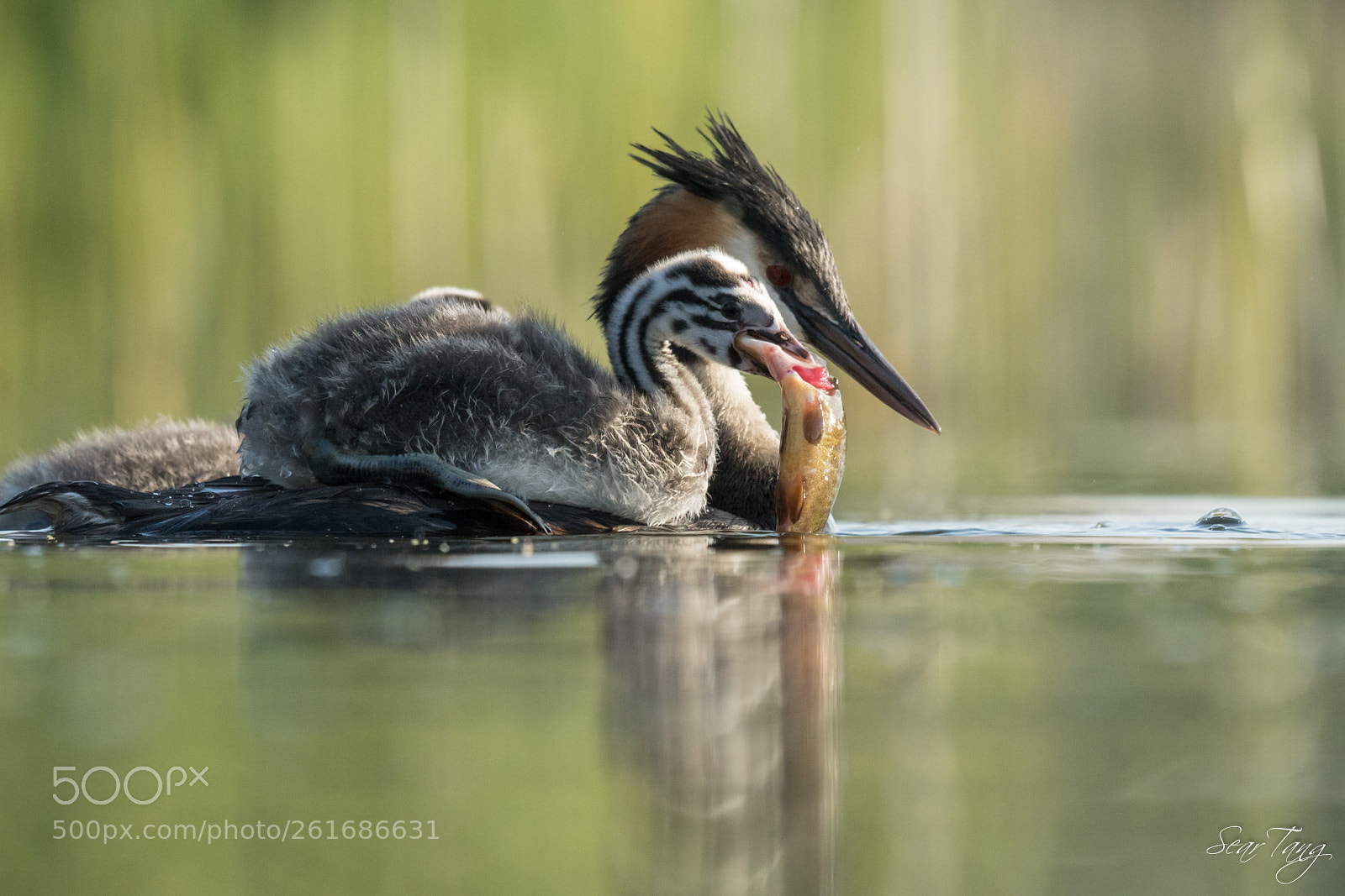 Sony ILCA-77M2 sample photo. Grebe  great crested photography