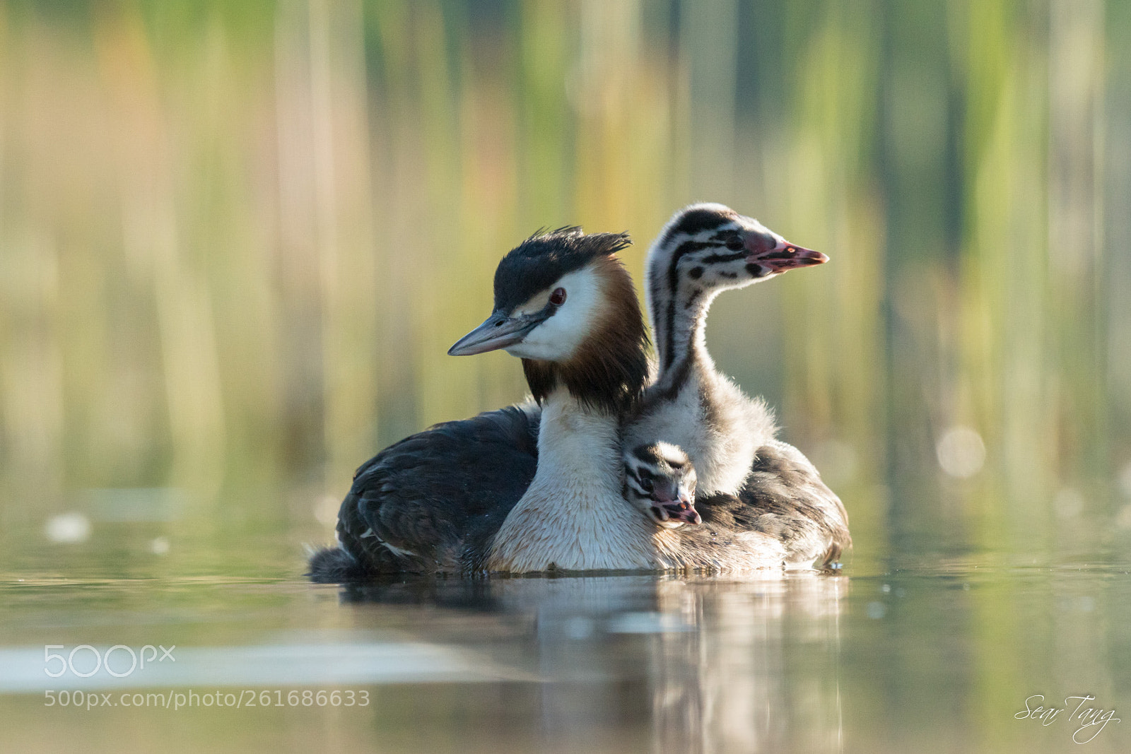Sony ILCA-77M2 sample photo. Grebe  great crested photography