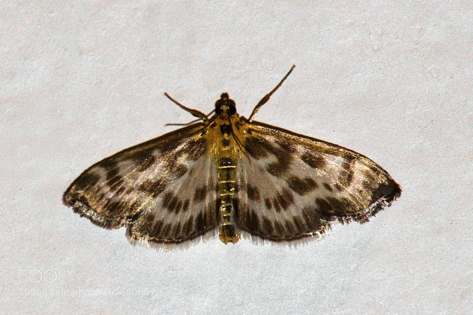 Canon EOS 50D + Canon TS-E 90mm F2.8 Tilt-Shift sample photo. Owlet moth photography
