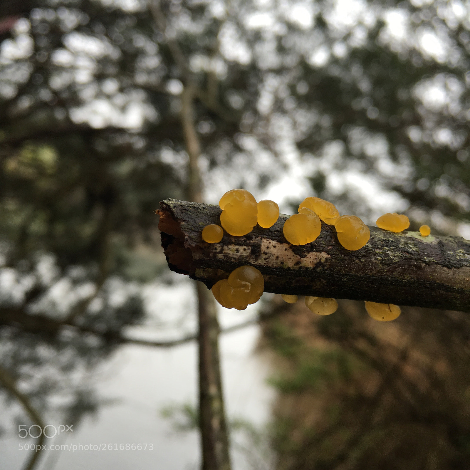 Apple iPhone 6s sample photo. Forbidden fruit photography