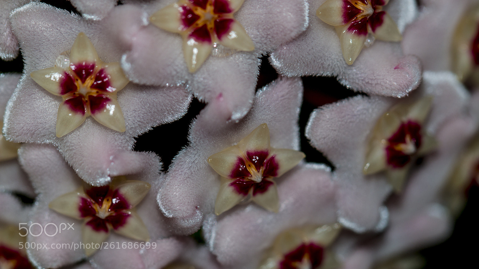 Canon EOS 70D sample photo. Mum ÇİÇeĞİ (hoya carnosa) photography