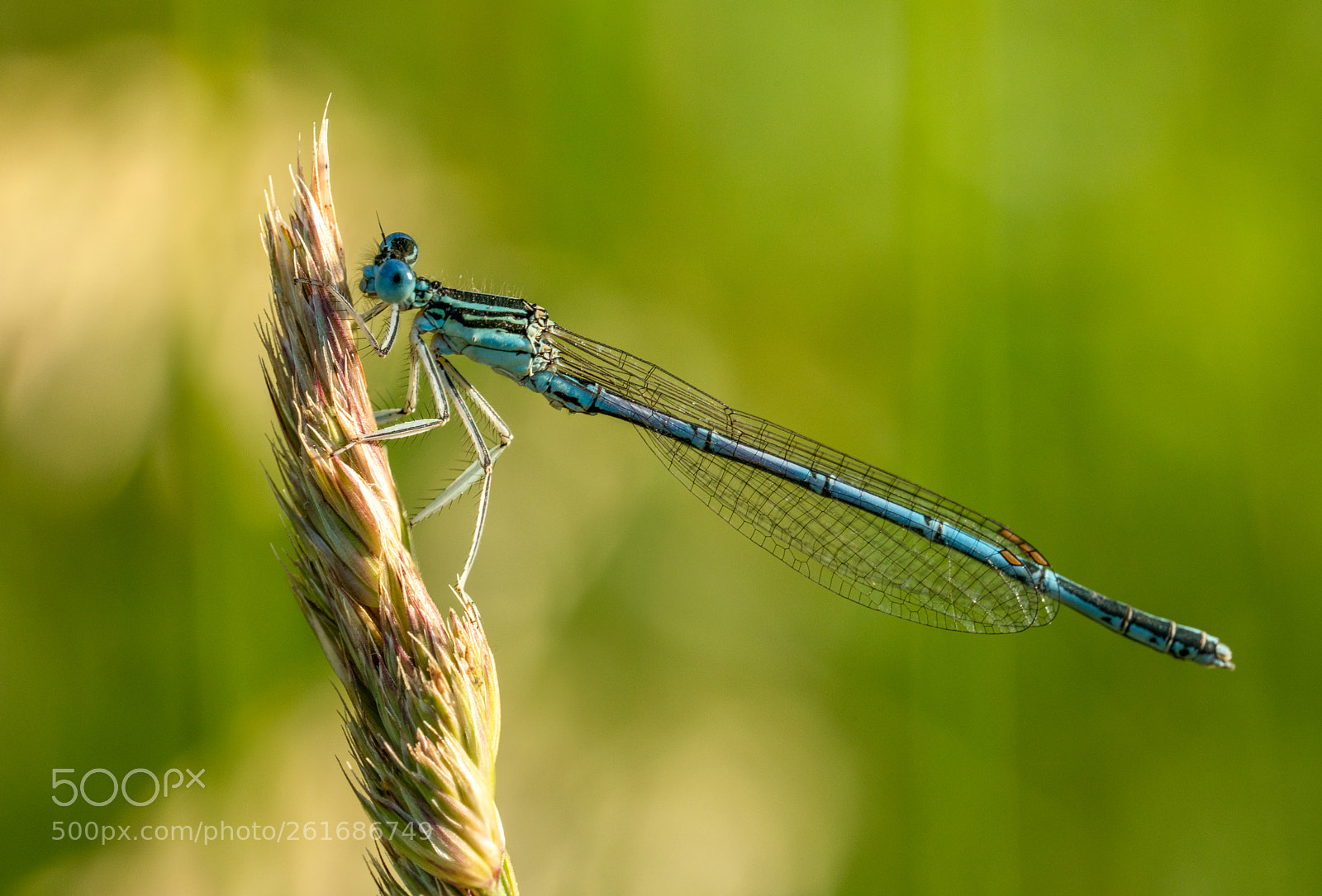 Sony a7R II sample photo. Platycnemis pennipes photography