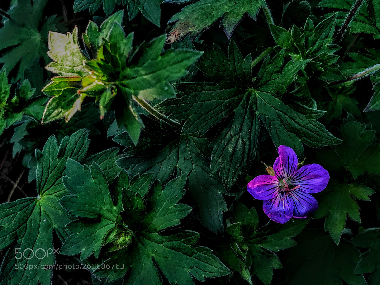 Apple iPhone X sample photo. Solitary geranium  photography