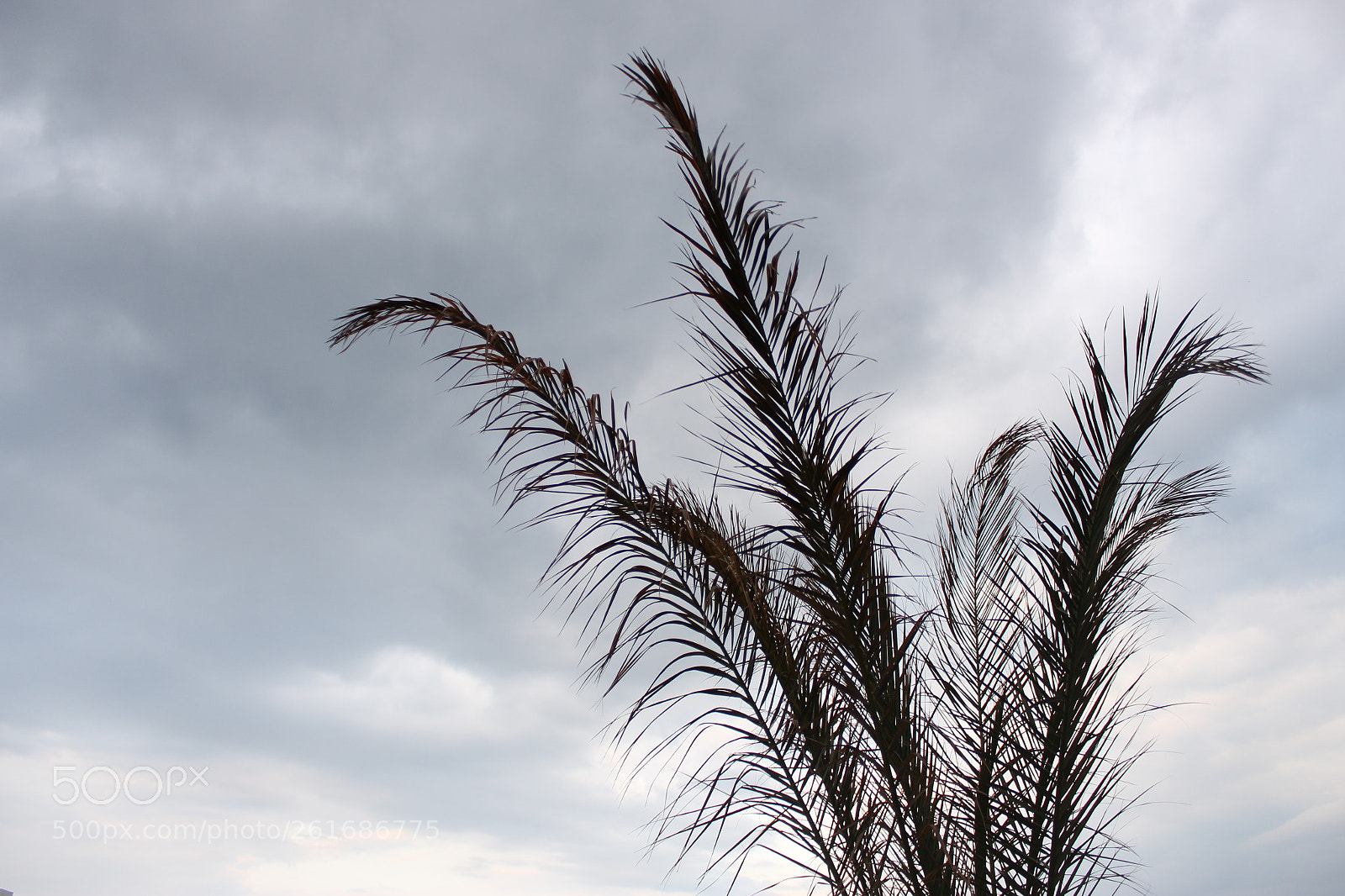 Canon EOS 700D (EOS Rebel T5i / EOS Kiss X7i) sample photo. Untitled photography