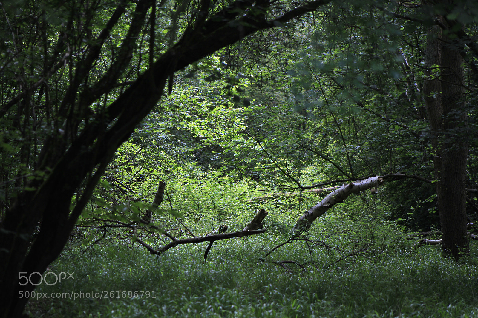Canon EOS 7D sample photo. In amongst the shadows photography