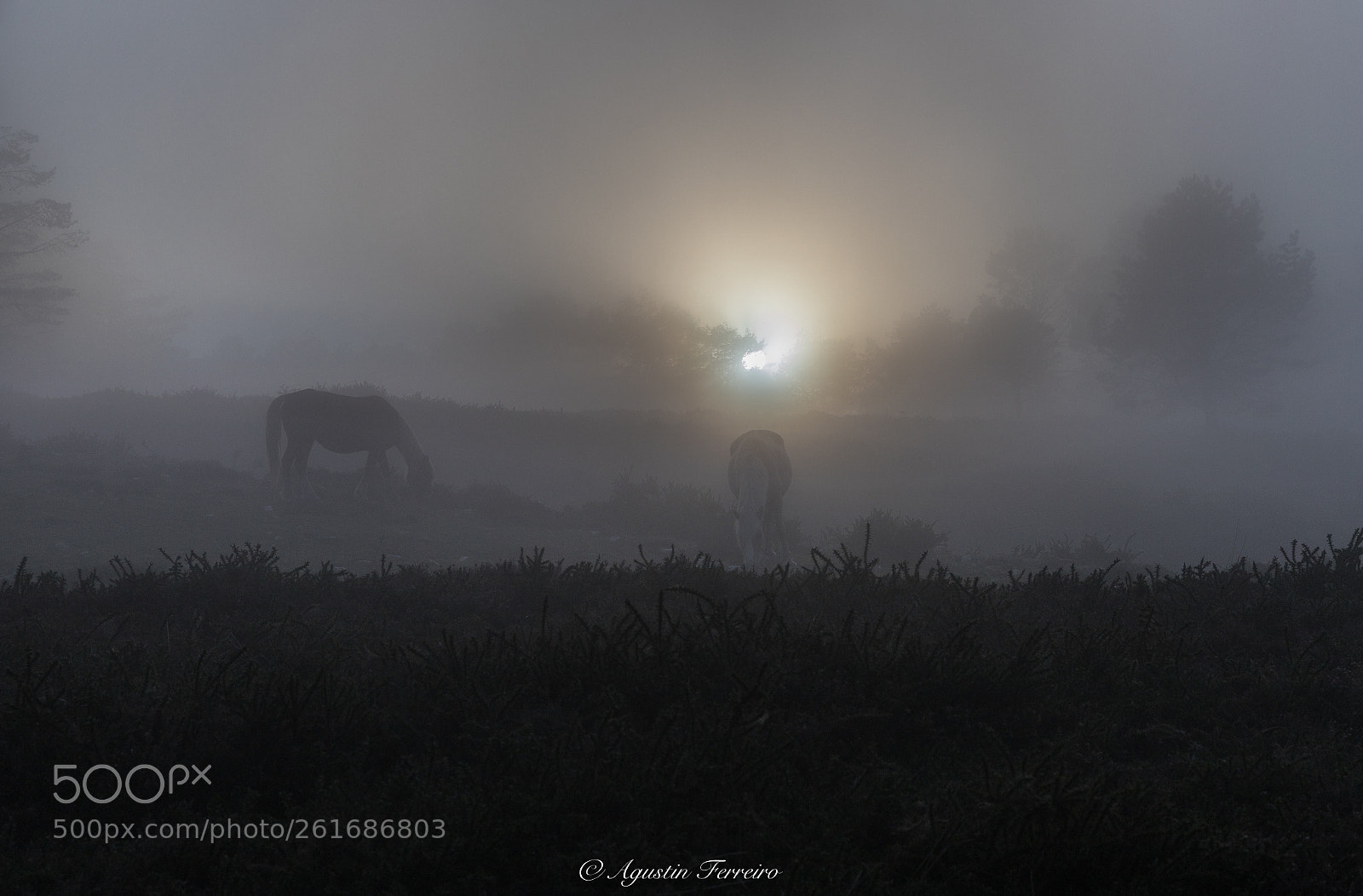 Canon EOS 6D Mark II sample photo. Horses in the mist! photography