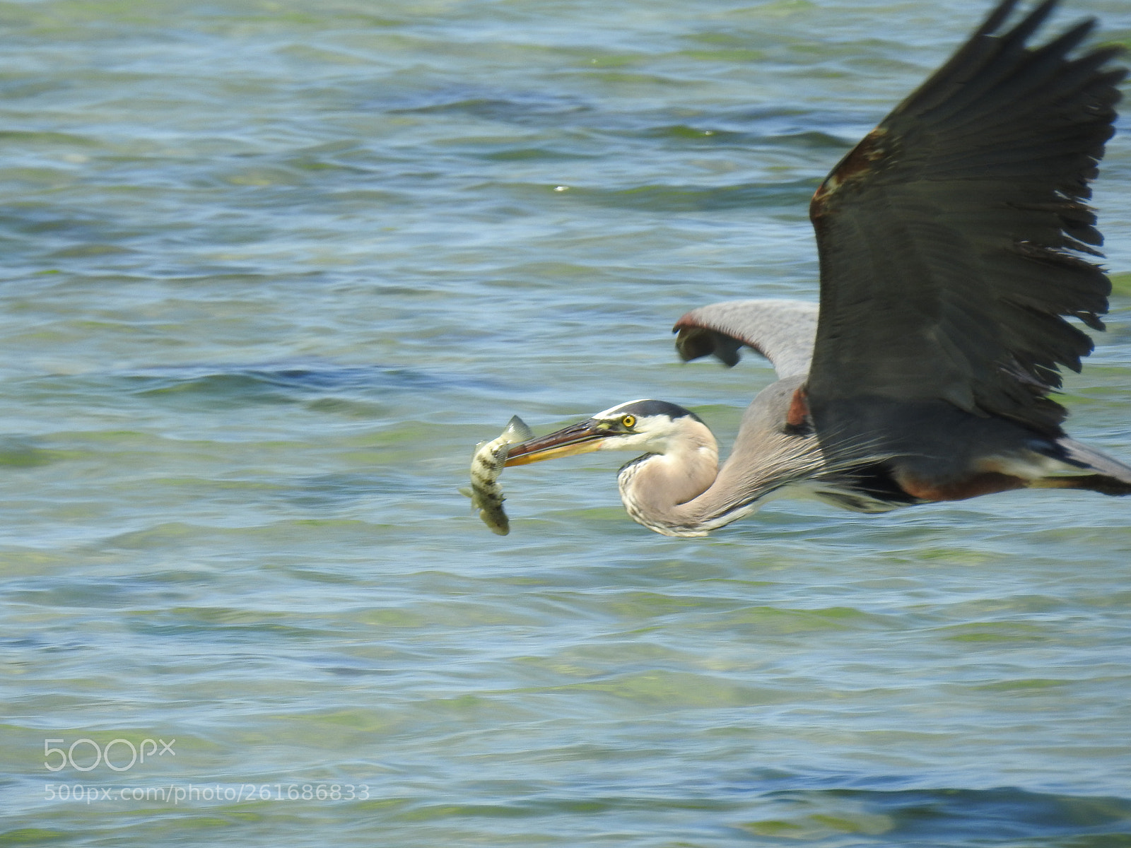 Nikon Coolpix P900 sample photo. Great blue heron photography