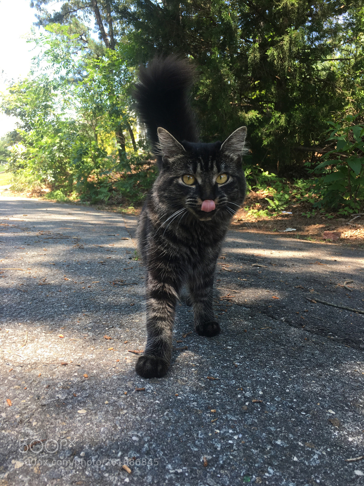 Apple iPhone 6s sample photo. Cats photography