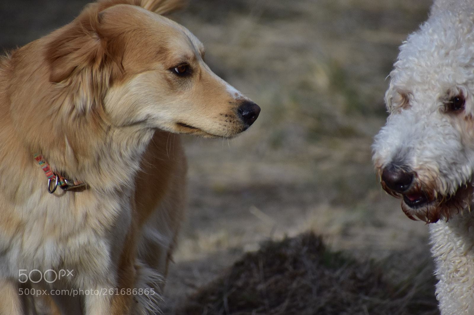 Nikon D3400 sample photo. Dogsssssss photography