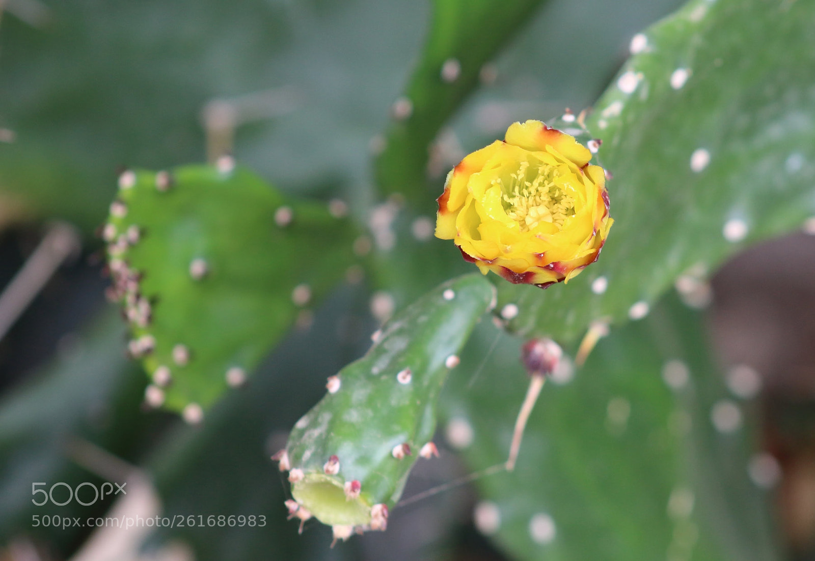 Canon EOS 1200D (EOS Rebel T5 / EOS Kiss X70 / EOS Hi) sample photo. So yellow photography