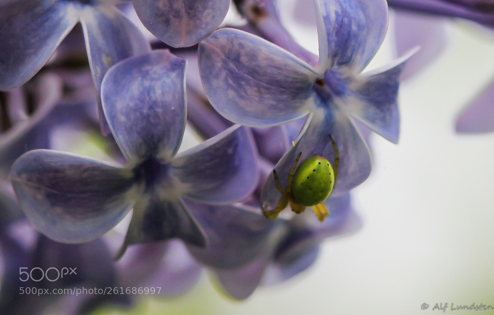Canon EOS 60D sample photo. A little lilac moment photography