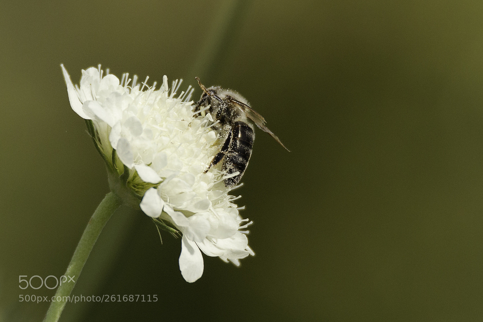 Canon EOS 6D sample photo. Bee photography