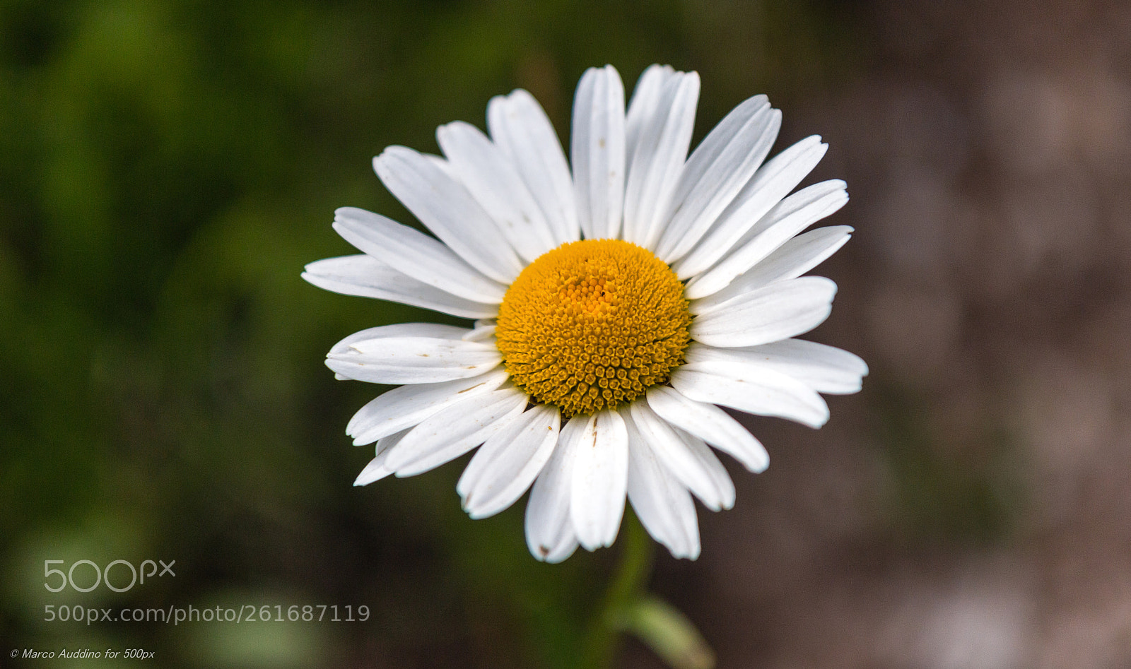 Canon EOS 70D sample photo. Daisy photography