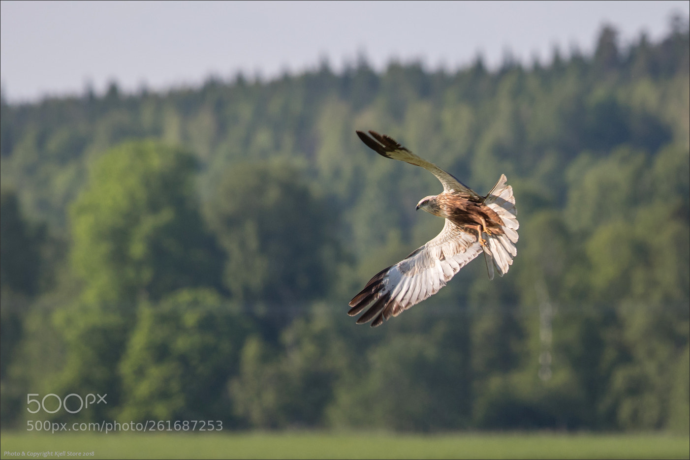Canon EOS 7D Mark II sample photo. The western marsh harrier photography