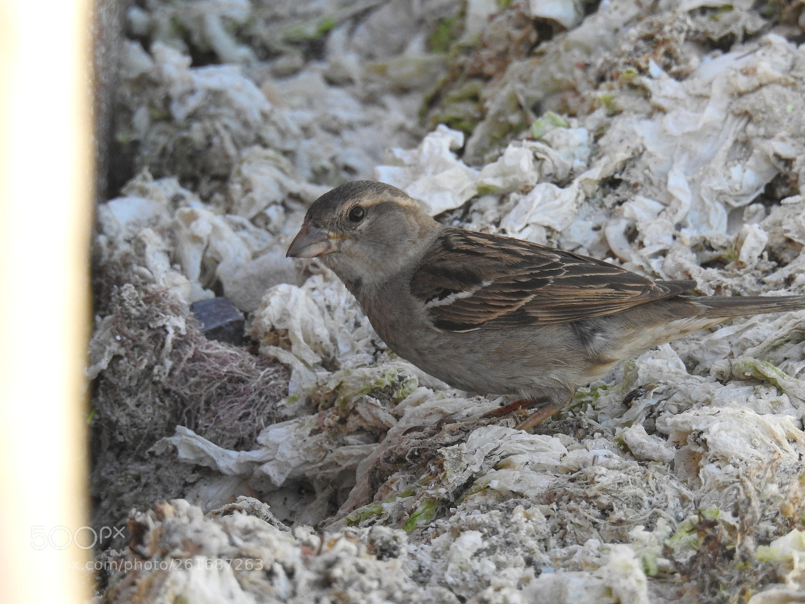 Nikon Coolpix P900 sample photo. House sparrow photography
