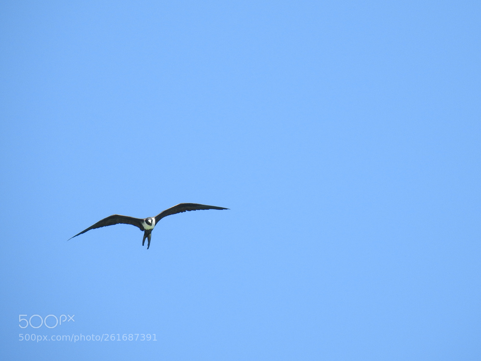 Nikon Coolpix P900 sample photo. Magnificent frigatebird photography