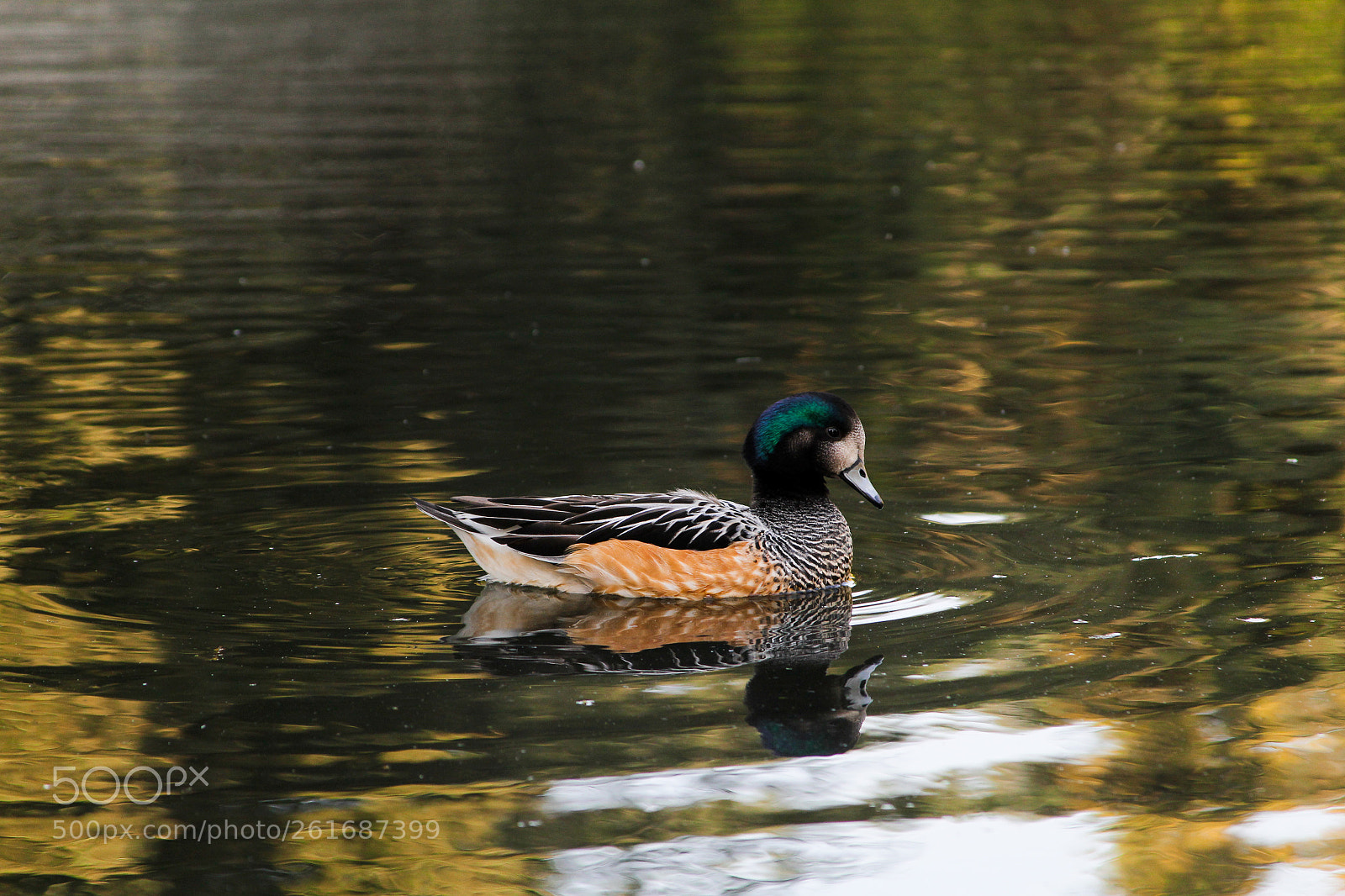 Canon EOS 1200D (EOS Rebel T5 / EOS Kiss X70 / EOS Hi) sample photo. Colourful duck photography
