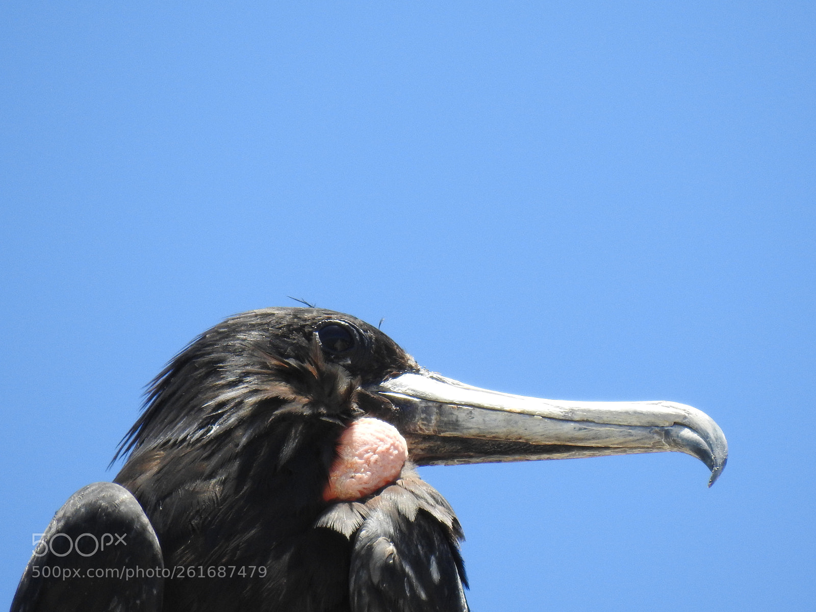 Nikon Coolpix P900 sample photo. Magnificent frigatebird photography