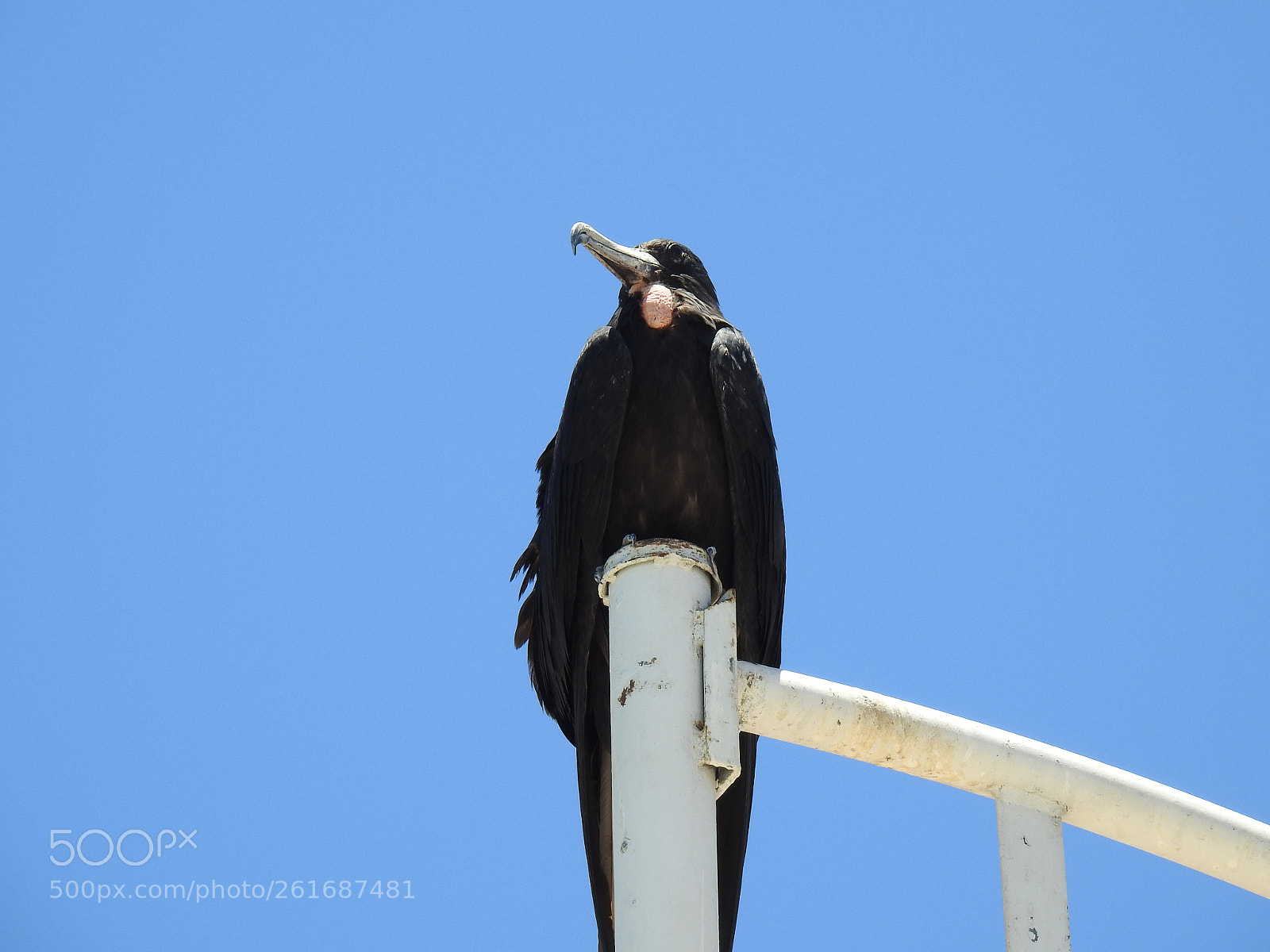 Nikon Coolpix P900 sample photo. Magnificent frigatebird photography