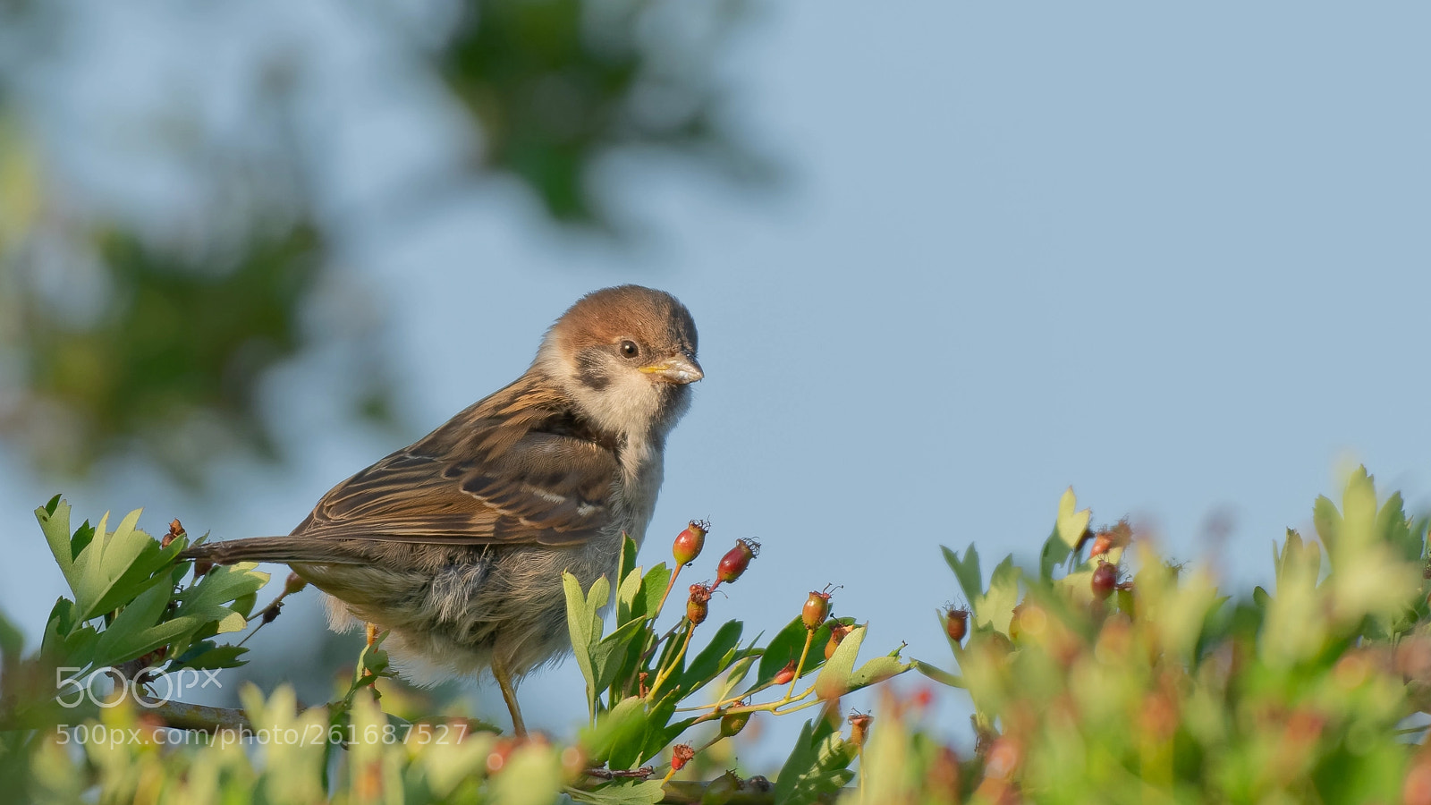 Nikon D850 sample photo. Feldsperling (eurasian tree sparrow) photography