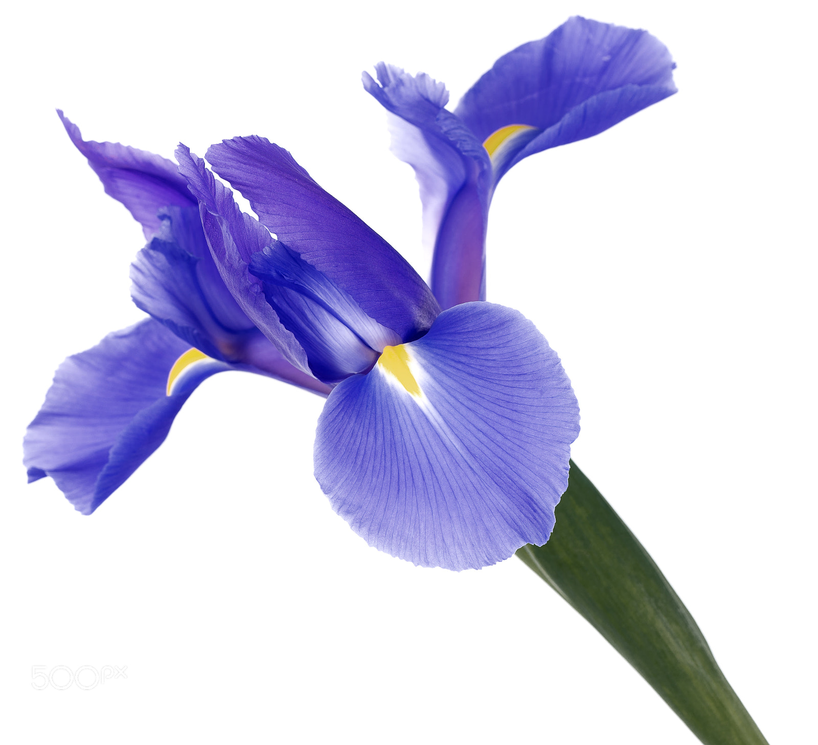 Sony a7R III sample photo. Iris photography