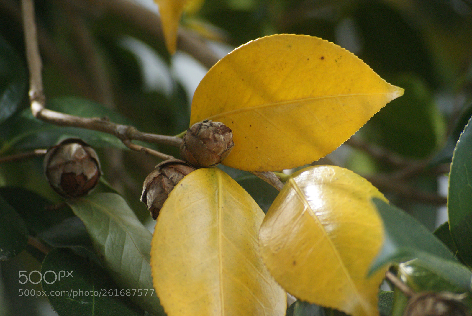 Sony Alpha DSLR-A330 + Sigma 70-210mm F4-5.6 APO sample photo. Beautiful photography