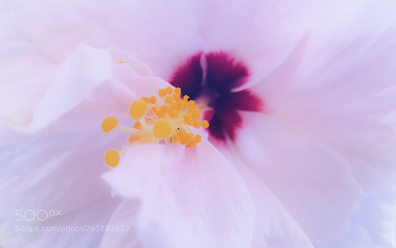 Samsung Galaxy S6 sample photo. Hibiscus photography