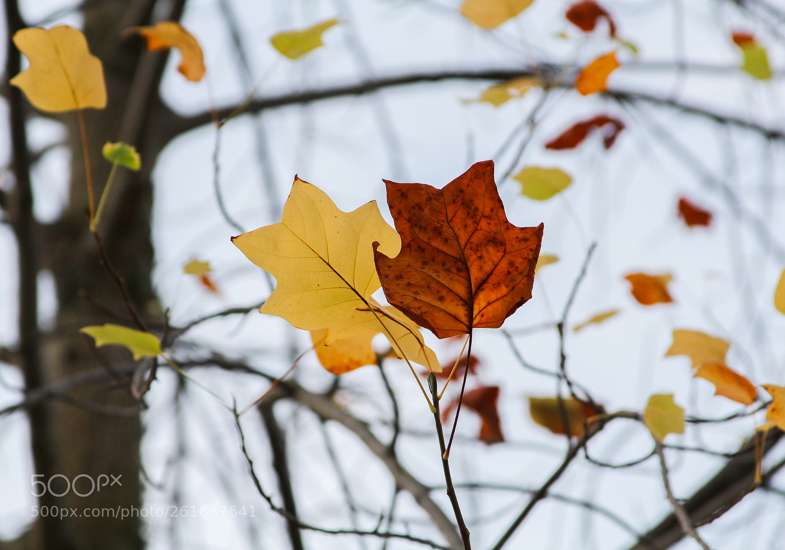 Canon EOS 1200D (EOS Rebel T5 / EOS Kiss X70 / EOS Hi) sample photo. Autumn leaves photography