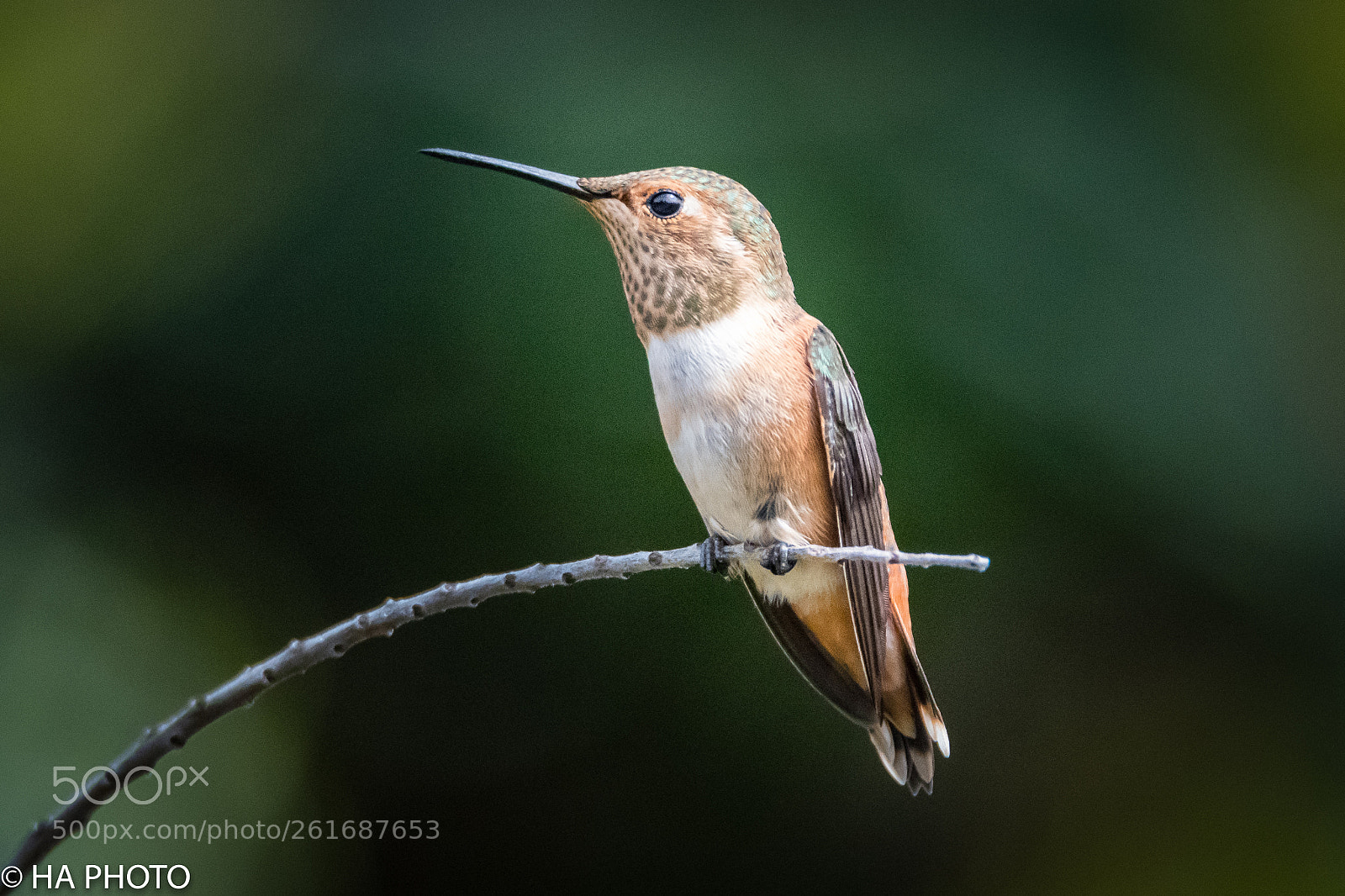Nikon D850 sample photo. Allen's hummingbird photography