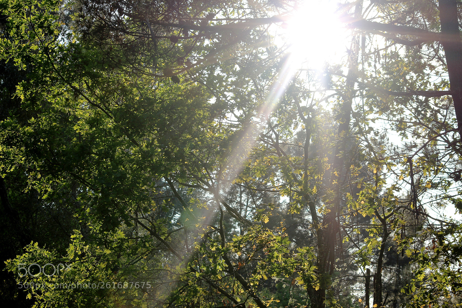 Canon EOS 600D (Rebel EOS T3i / EOS Kiss X5) sample photo. Sunbeams photography