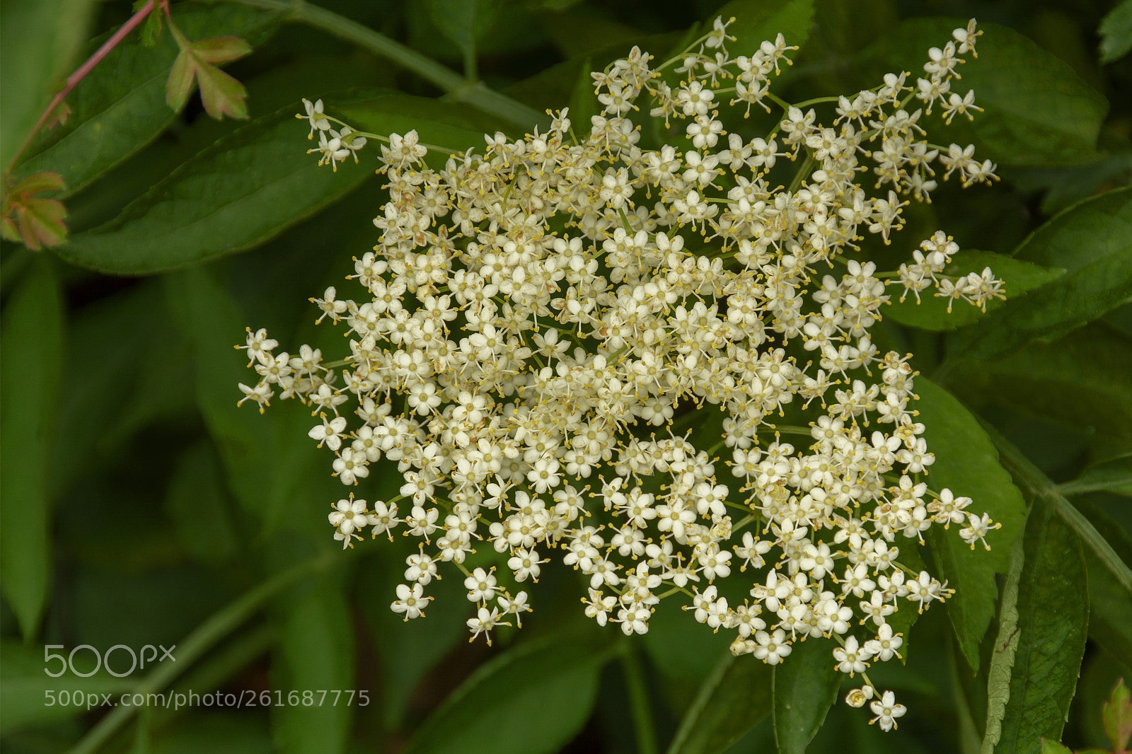 Nikon D7100 sample photo. Elderflower photography