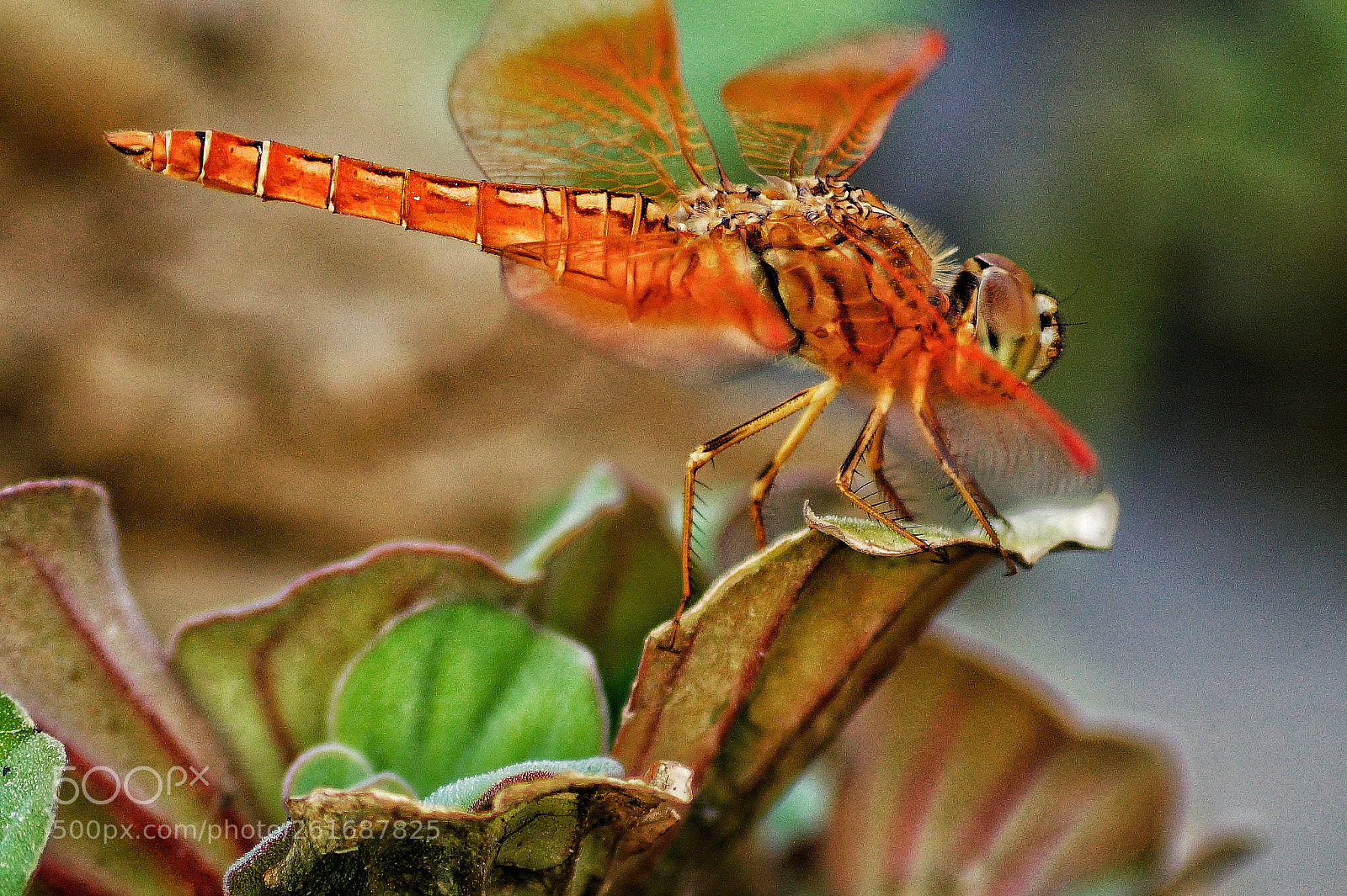 Sony SLT-A58 sample photo. Nature is astonishing.... photography