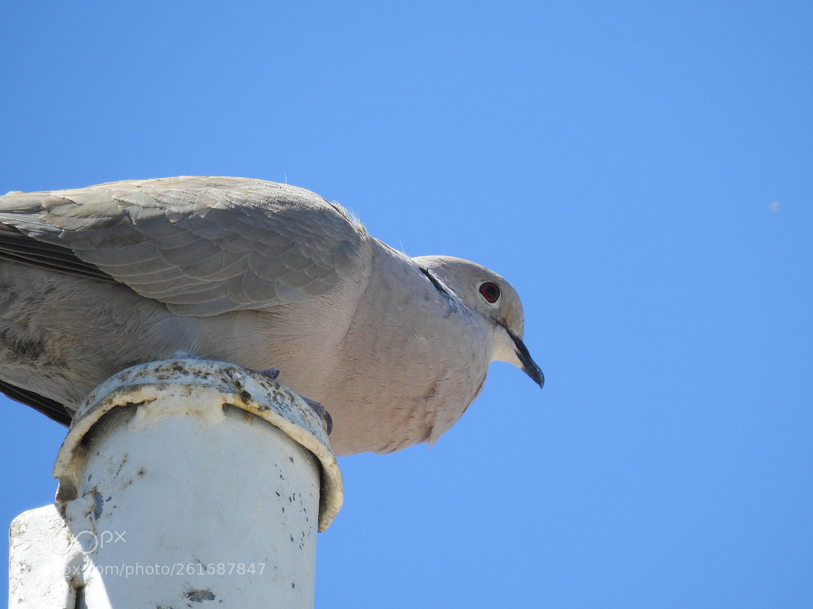 Nikon Coolpix P900 sample photo. Eurasian collared dove photography