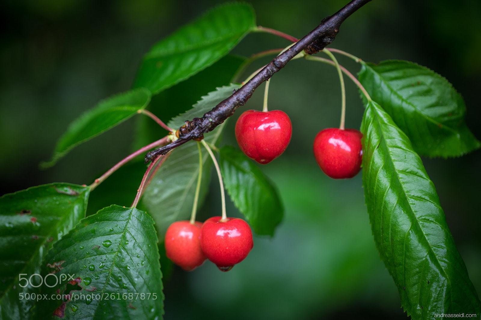 Sony a7 sample photo. Kirschen i photography