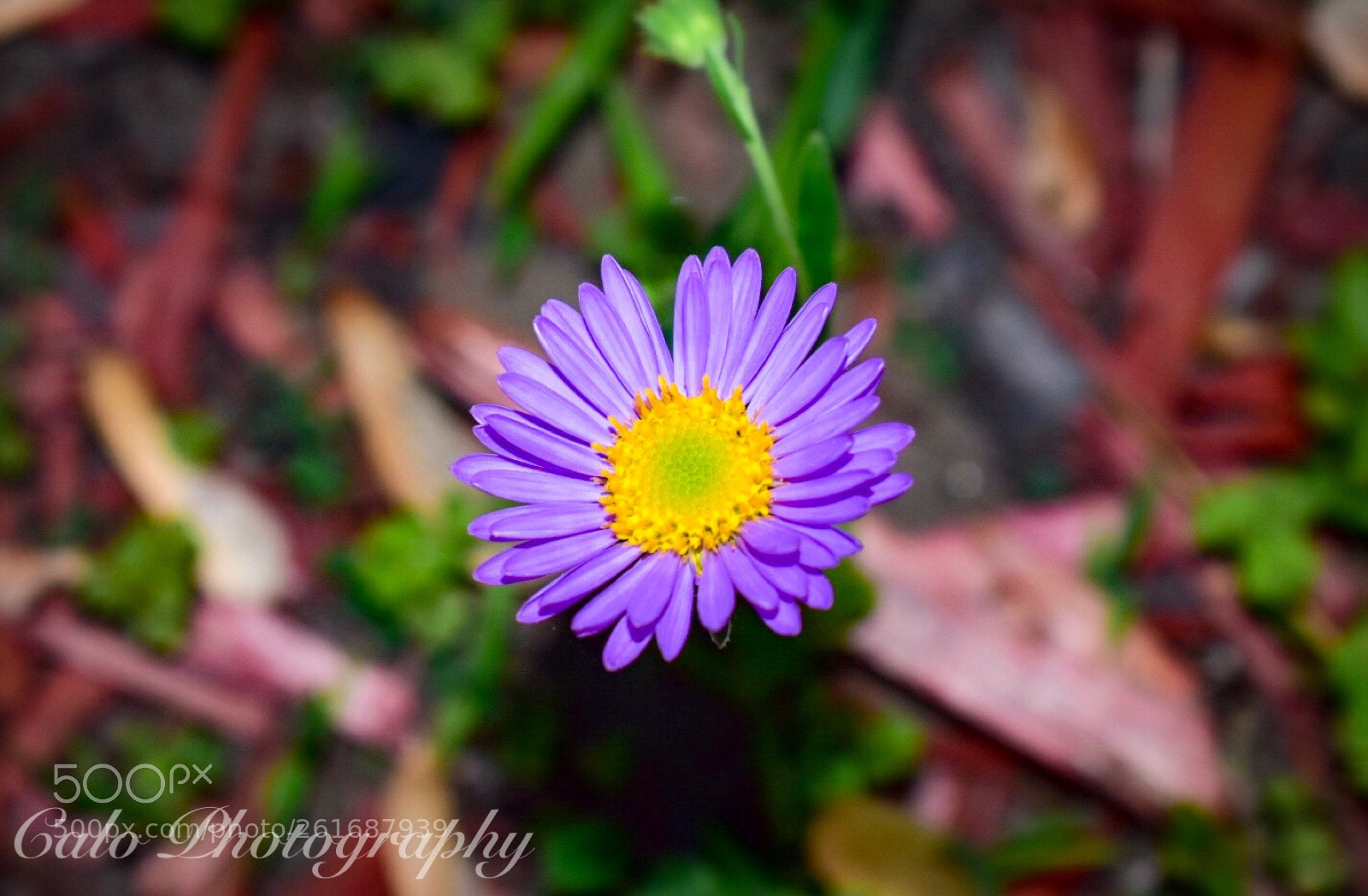 Nikon D3400 sample photo. Blossomed  photography