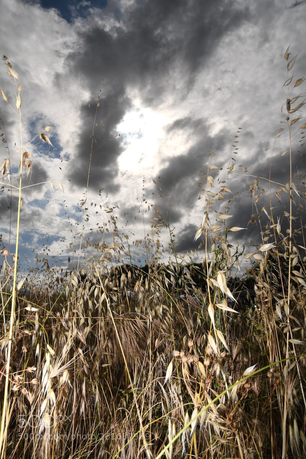 Nikon D500 sample photo. Untitled photography