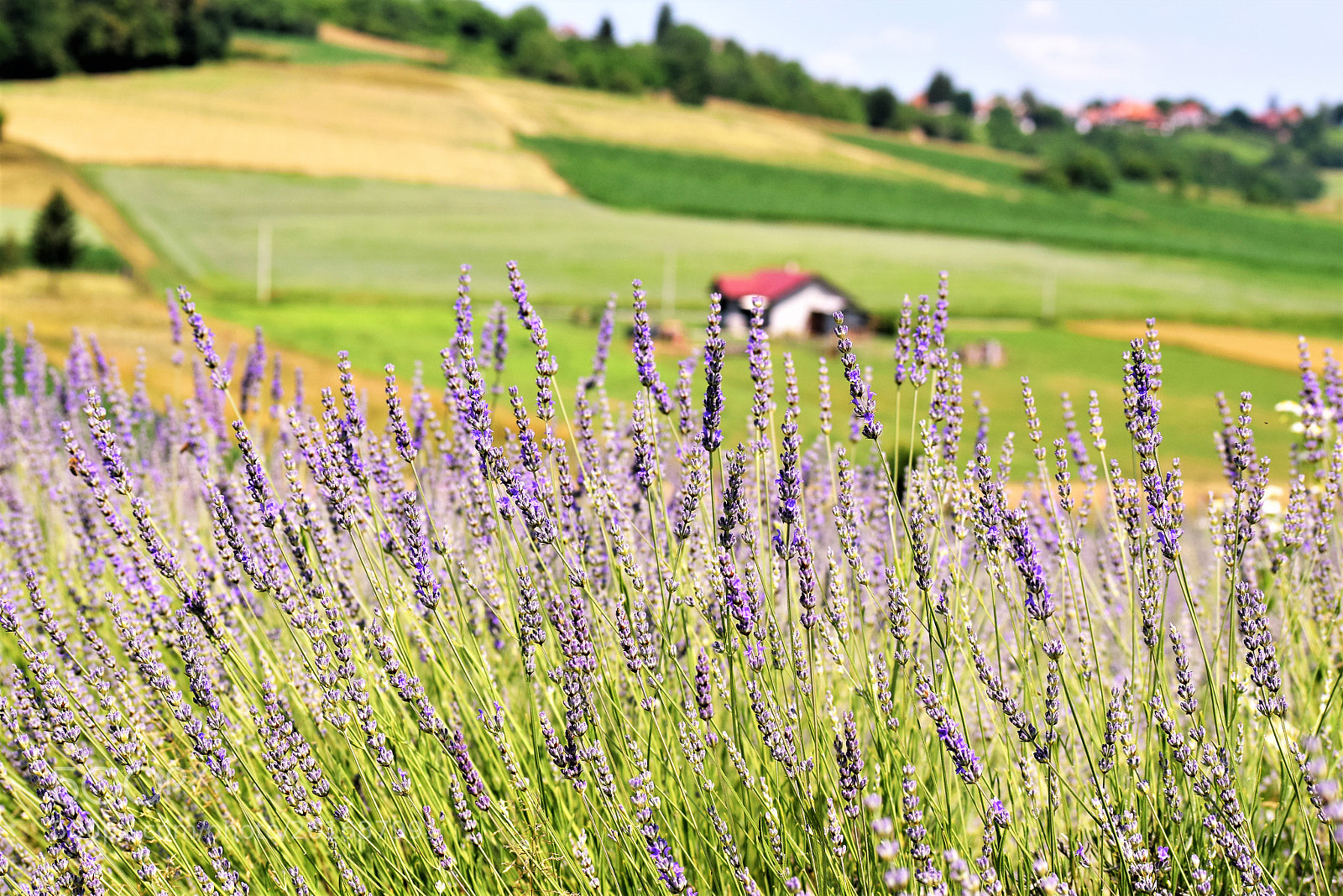 Nikon D3300 sample photo. Lavenderscape photography