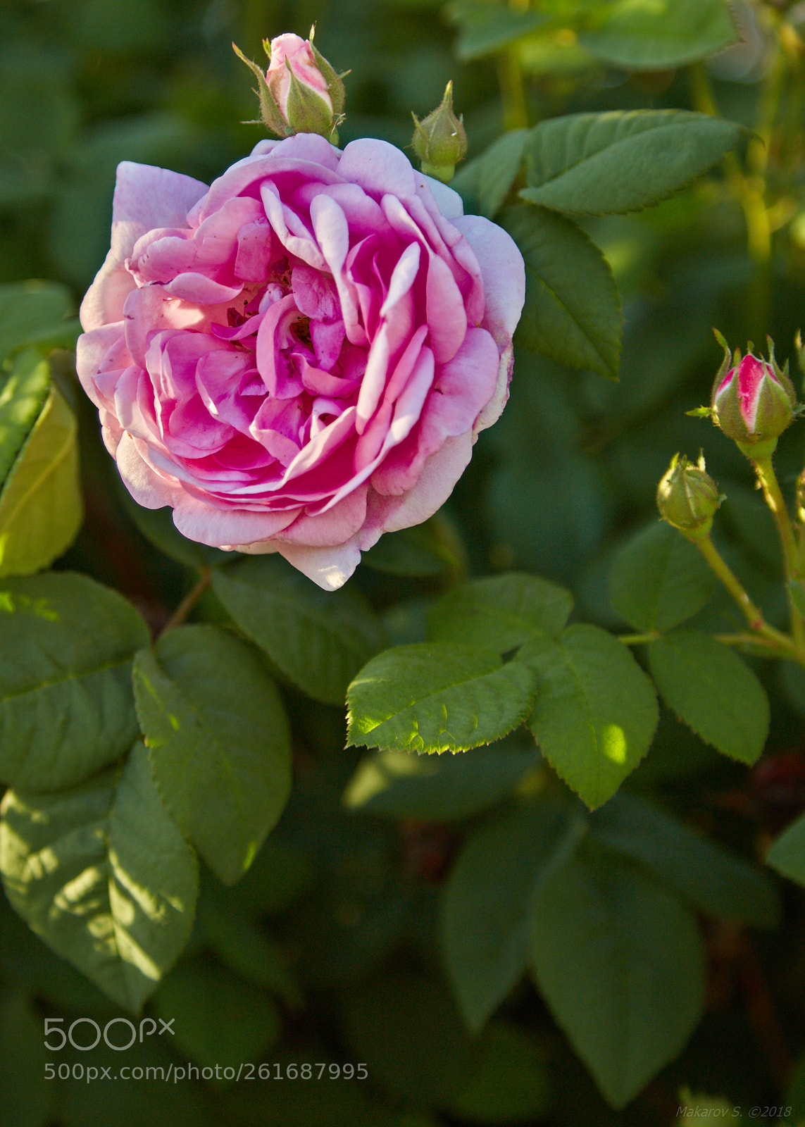 Canon EOS 6D sample photo. May rose photography