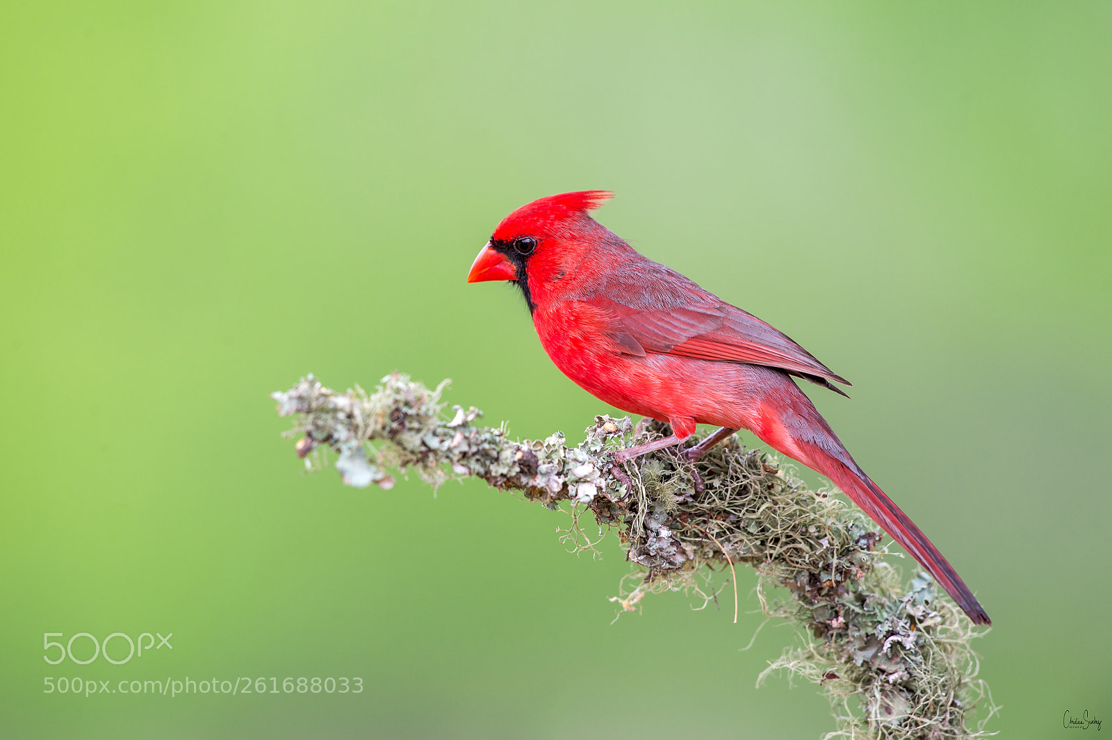 Nikon D4 sample photo. Northern cardinal photography