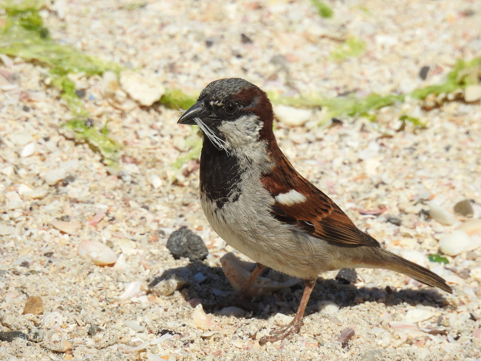 Nikon Coolpix P900 sample photo. House sparrow photography