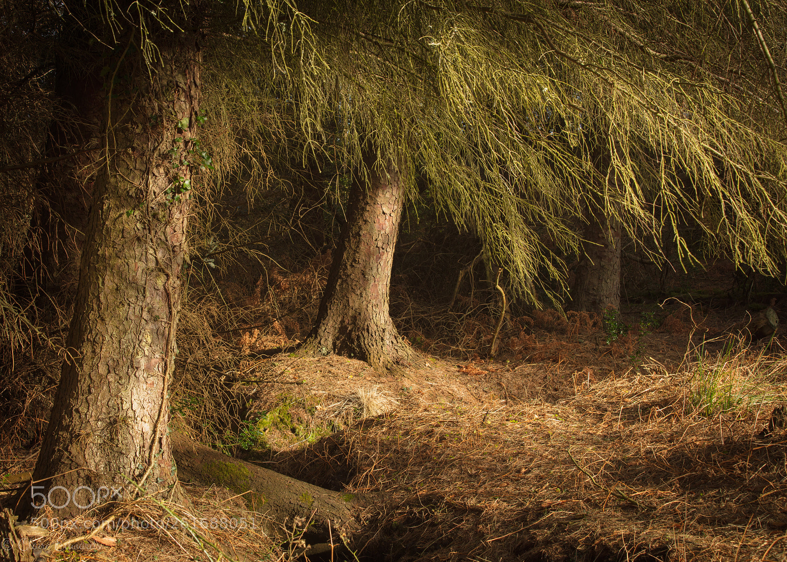 Canon EOS 5DS sample photo. Three stand together photography