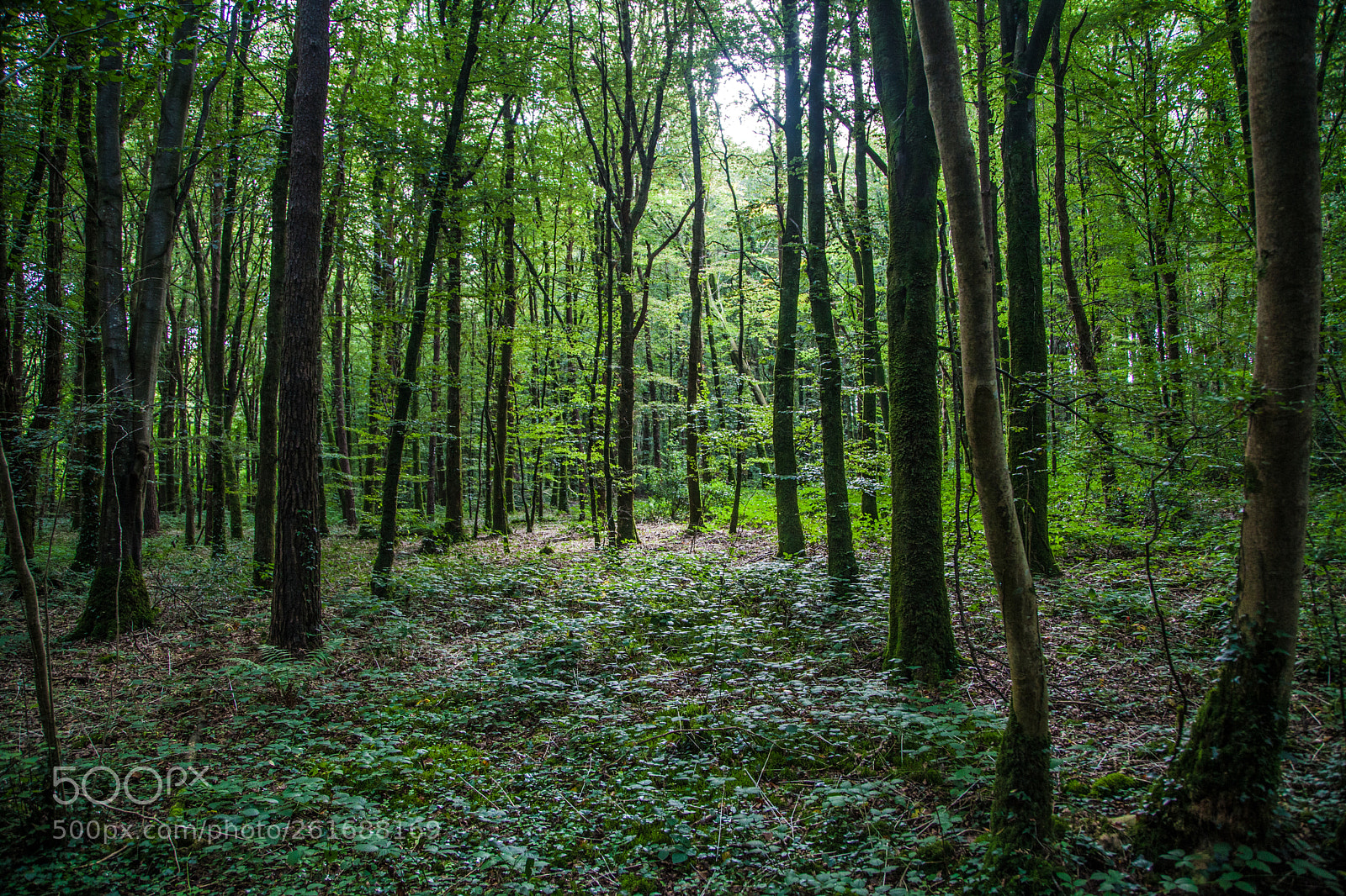 Canon EOS 5D Mark II sample photo. Durrow forest walk photography