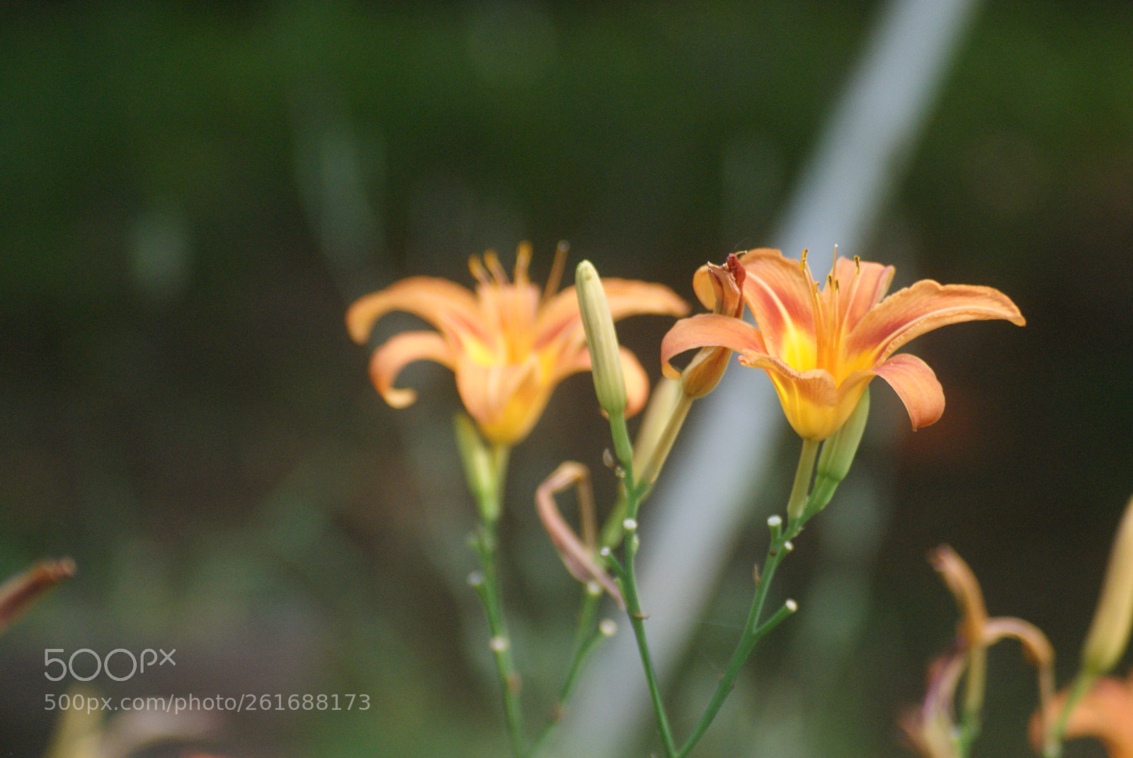 Sony Alpha DSLR-A330 + Sigma 70-210mm F4-5.6 APO sample photo. Flowers at outside swing photography